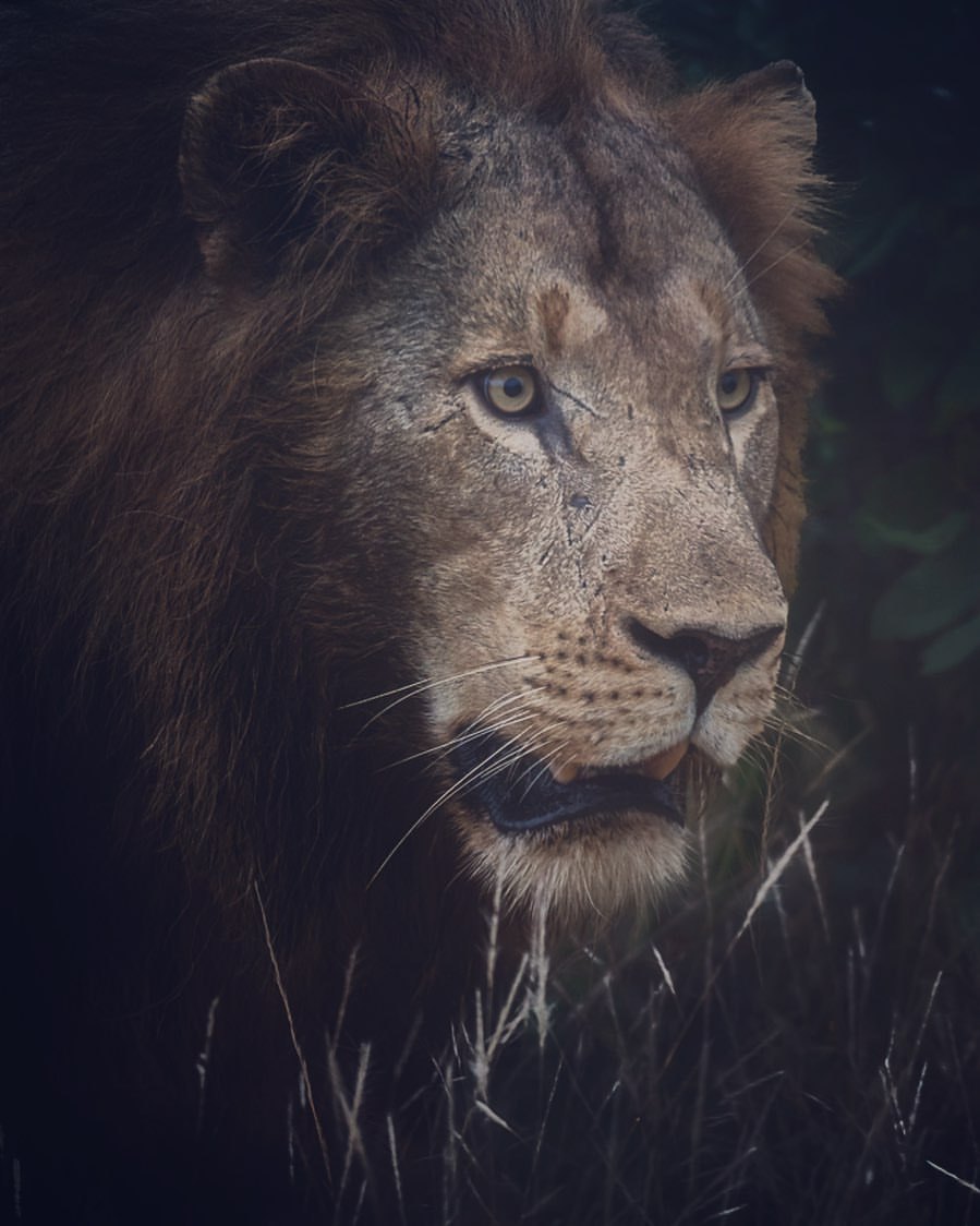 <p>Focused</p>

<p>#lions #predator #big5 #wildlife #wildlifetour #wildlifephotography #safari  #krugerexplorer #wildgeography #wildlifelovers #wild  #phalaborwa  #nature #naturephotography  #natgeowild #nationalgeographic #africageophoto #africageographic #wildanimals #wildography #wildographydudette #wildshots #safariphoto #photooftheday #wildlife_perfection #canonsouthafrica #canon #krugernationalpark #photosafari<br/>
<a href="https://www.instagram.com/p/CUP7ugOqjQm/?utm_medium=tumblr">https://www.instagram.com/p/CUP7ugOqjQm/?utm_medium=tumblr</a></p>