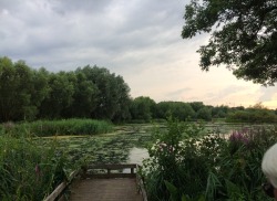 loserplantgirl:  went for a walk into town and found a food festival