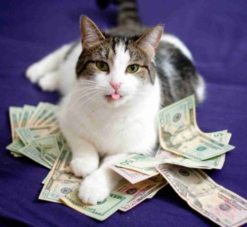 chubblersds:  nihongogogo:  yxngsushi:  starseed-infinite:  avedior:  alxbngala:  Money Cats masterpost,   to have your LIFE!! filled with money.  I got โ today, Iâ€™m reblogging this again  please, Iâ€™m going to be unemployed the end of this week.