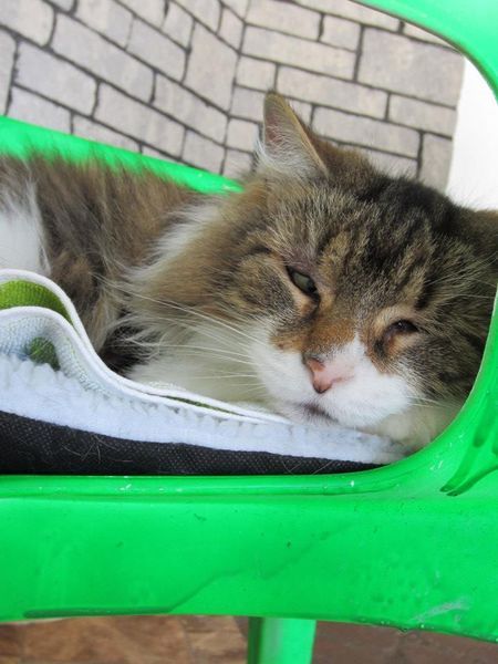    Canadian, Cat-Loving Tumblrers, I need your attention, please. To the Canadian cat lovers of Tumblr, from Ontario; the Valleyfield SPCA is giving out free cats due to the over-population within their establishment. One-hundred cats are being given
