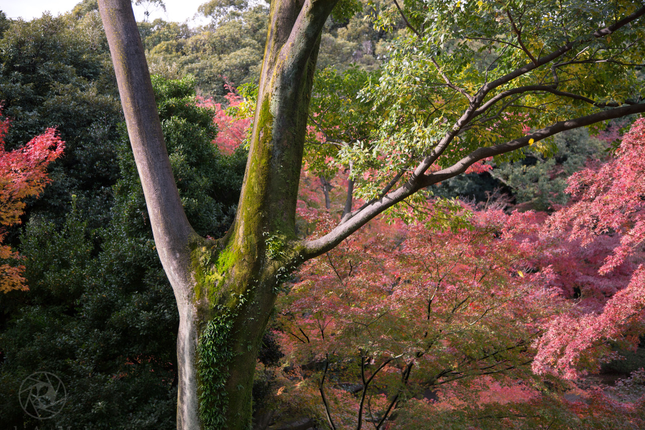 <p><b>Big Tree, Strong Lighting and Colorful Foliage</b></p><p>Captured at Kyu-Furukawa Koen (Garden) between portraits on November 23, 2016.</p>