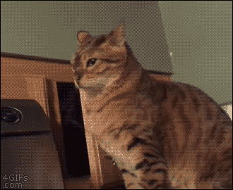 seriouslyfunnygifs:  The opening scene of a cat horror movieSeriously