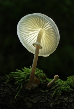 themagicfarawayttree:  Glowing mushroom 