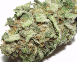 darthweeder420:  White Rhino