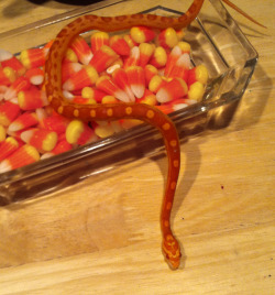 toothpaste-face:  mayzie you’re a corn-snake not a candy-corn-snake