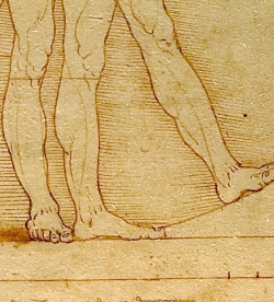 artisticinsight: Details of Vitruvian Man, 1492, by Leonardo