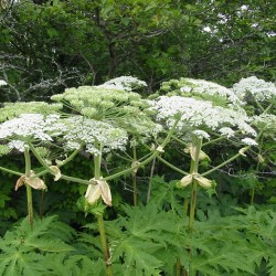 thepoisondiaries:  #Giant #Hogweed is a #phototoxic #plant and