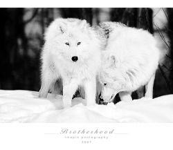 wolfsheart-blog:  Arctic Wolves  by Imapix
