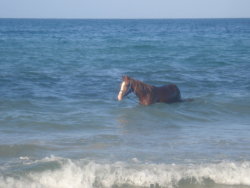 askbluflameschars:  rivaiillee:  artseke:  Hey look a seahorse