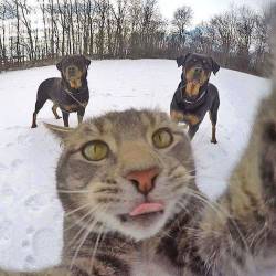 cute-overload:  It looks like Cat’s selfie with Dogshttp://cute-overload.tumblr.com