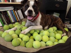 awwww-cute:  Bought him a few tennis balls on ebay 