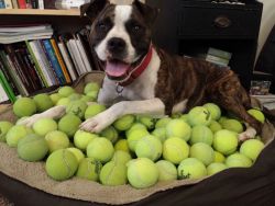 thefluffingtonpost:  Puppy Strikes the Tennis Ball Motherlode