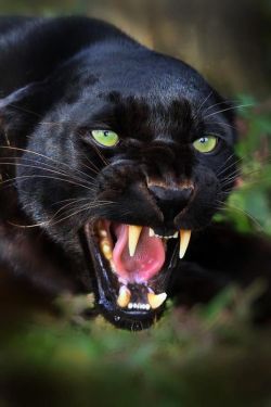 wildlifepower:   B-B-B-BLACK PANTHERS TIME!!! A black panther