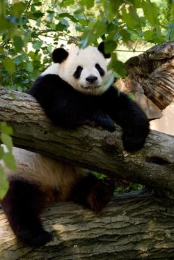 giantpandaphotos:  Tian Tian at the National Zoo in Washington