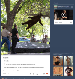 nilincartierwells:  i liked  a picture of a bear so tumblr’s