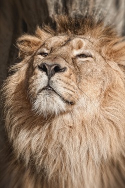 visualechoess:  Proud  - (via) | ᶹᶥᶳᶸᵃᶩᶳ 