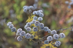ashmonster91:  Mountain mint, gone to seed.