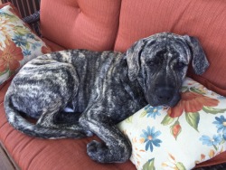 handsomedogs:  Our 6 month old Mastiff mix, Jax, thoroughly enjoys