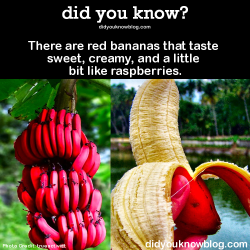 did-you-kno:  There are red bananas that taste sweet, creamy,