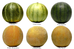 watersport5:  melons.png 