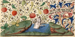 discardingimages:  bathing cat - medieval French proverb ‘aussi