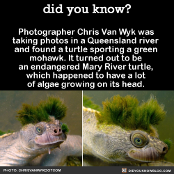did-you-kno:  Photographer Chris Van Wyk was taking photos in