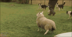 4gifs:Raised by collies, this lamb thinks she is a dog. [video]