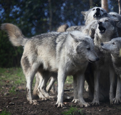 w-o-l-f–g-i-r-l:  Grey wolves by Gary Wilson แกรี่