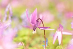 gravitationalbeauty:  A spring fairy * by chiaki fujino