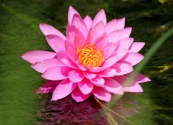 blooms-and-shrooms:  Waterlily by MYPeanutGallery 