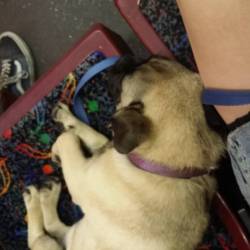 dreagentry:  Bus nap! #pugs #pug