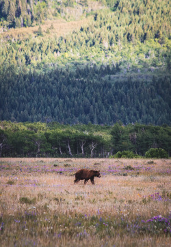 moewanders:  I finally got to see a grizzly bear on one of my