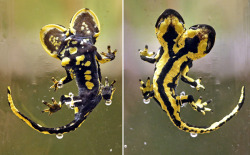 twofacedsheep:  This two headed Fire Salamander apparently lived