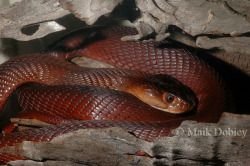 dandalf-thegay:  exotic-venom:  (Naja pallida) red spiting cobra