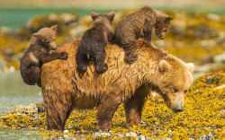 allcreatures:  Picture: Jon Langeland/Solent News & Photo