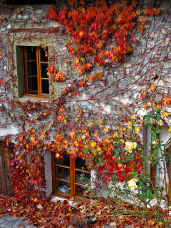 earth-shots:  Autumn Ivy, Savoie, France 