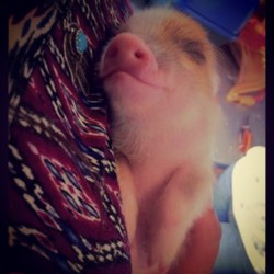 badreputtation:  Yami voy amomir … ji #niteniteeverybody #minipig