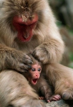 Stop it, Mom, I ain’t got no cooties! (Japanese Macaque grooming