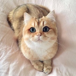 awwww-cute:  Miao 🐈 (Source: https://ift.tt/2EdQTUn)  😍😍😍