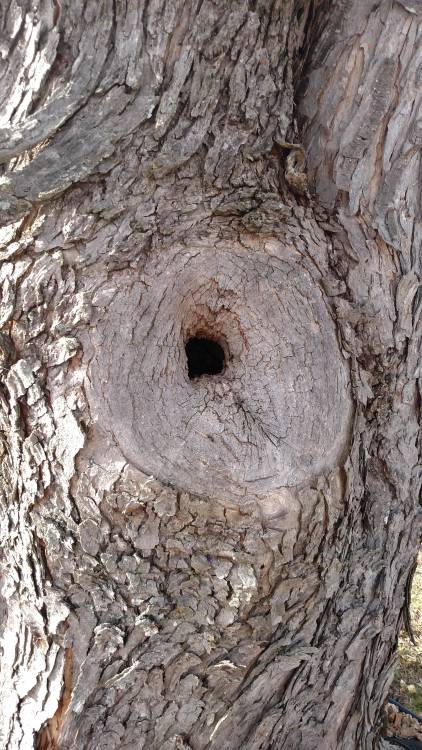 blondebrainpower:This Knothole Led to a Cave of Wonders