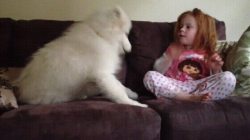 awwww-cute:  Samoyed puppies are the best! (Source: http://ift.tt/2umfKlP)