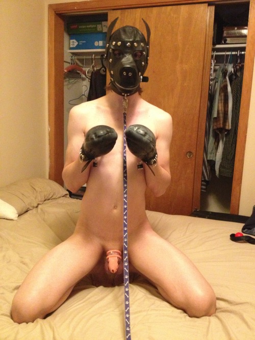 gay bondage pup