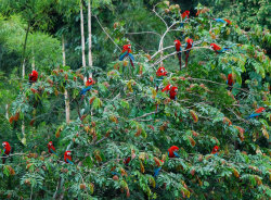 Birds of a feather (flock of Scarlet Macaws roosting in the Amazon