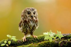 80sworld:  quite possibly the cutest collection of baby owls