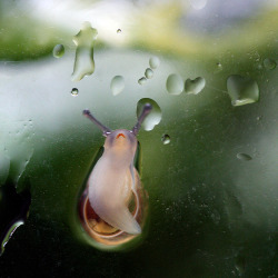 Buckle up. I will be reblogging a series of sad snails.