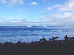 pinkcrustaceans-goodvibrations:  Everyone wants a piece of peahi