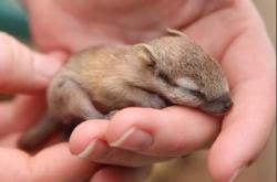 Tiny trust (baby Numbat, an endangered Australian marsupial)