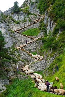 Woolly switchback (sheepherders and their flock in Switzerland)