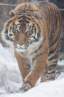 axcie:  Amur Tiger