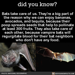 did-you-kno:  Bats take care of us. They’re a big part of the
